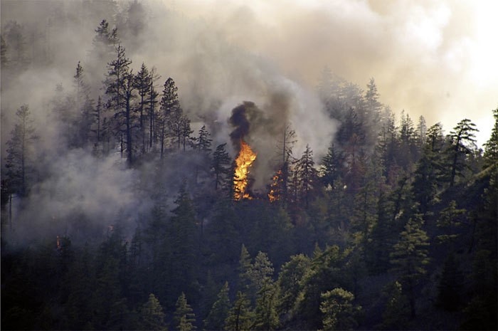 Waldbr Nde In Kroatien