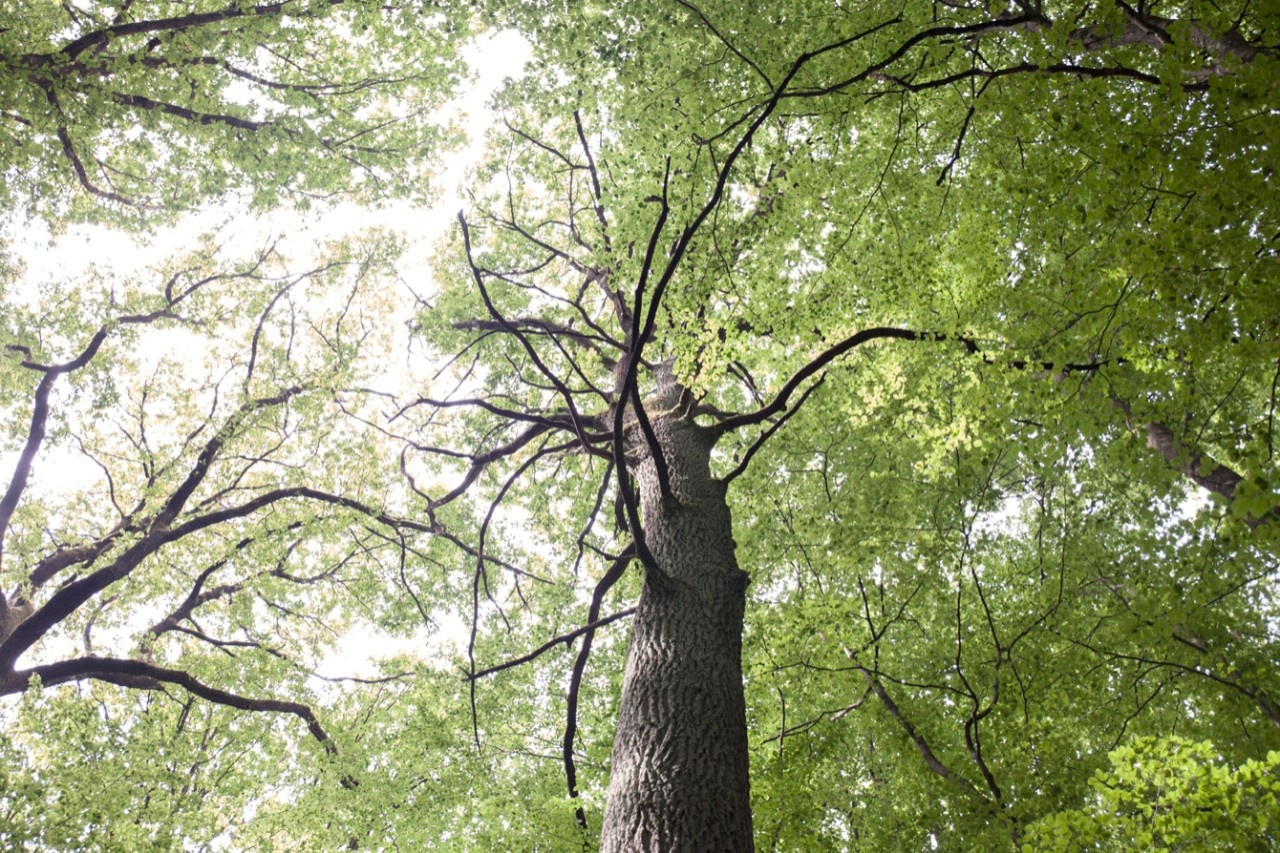 Der höchste Baum der Welt